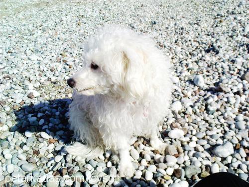 Şila Dişi West Highland White Terrier