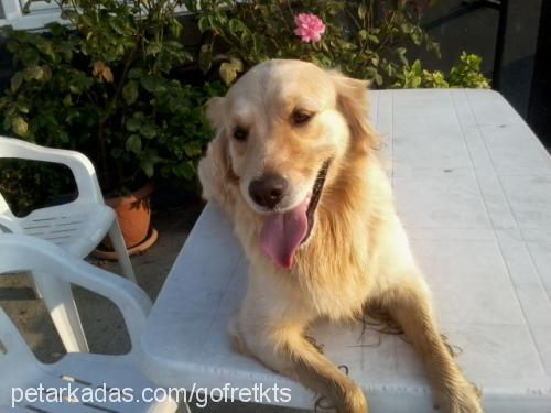 gofret Dişi Golden Retriever