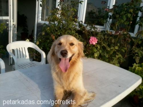 gofret Dişi Golden Retriever