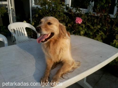 gofret Dişi Golden Retriever