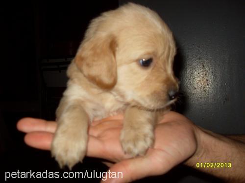 ÇarŞaf Dişi Golden Retriever