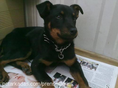 tarçın Dişi Rottweiler