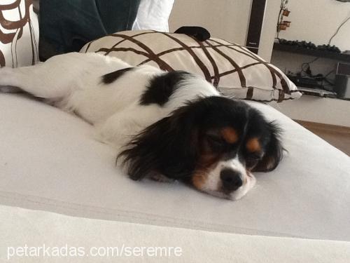 joker Erkek Cavalier King Charles Spanieli