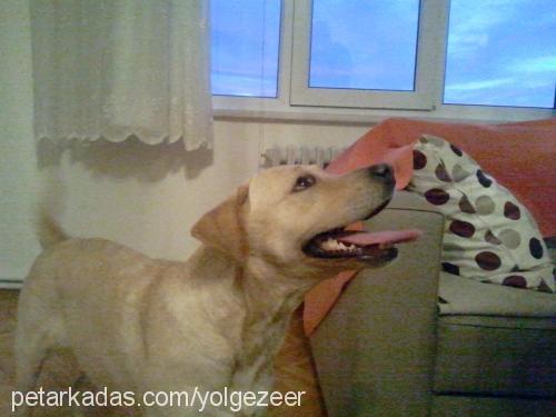 badem Dişi Labrador Retriever