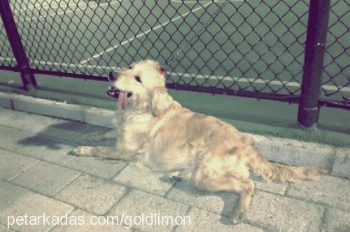 limon Dişi Golden Retriever