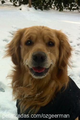 odie Erkek Golden Retriever