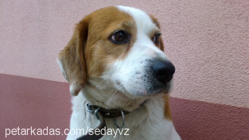 max Erkek Beagle