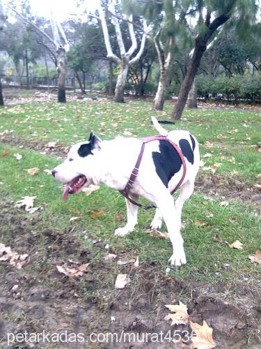 barny Erkek Amerikan Pitbull Terrier