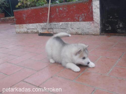 kartanesi Dişi Sibirya Kurdu (Husky)