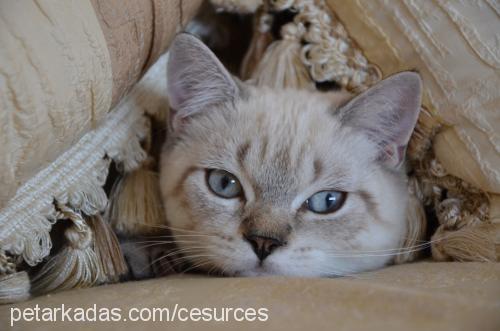 ces Erkek British Shorthair