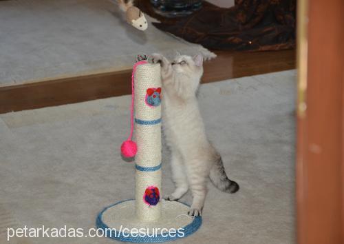 ces Erkek British Shorthair