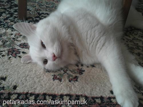 pamuk Erkek Ankara Kedisi (Angora)