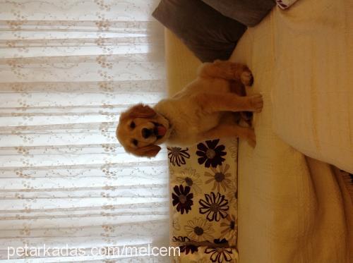 kİmyon Erkek Golden Retriever