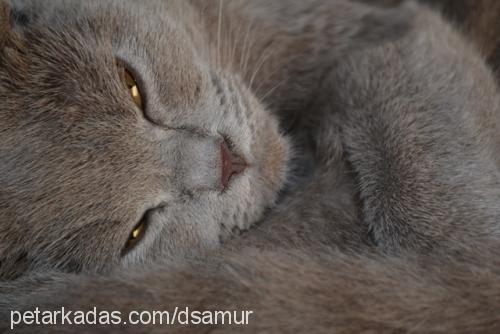 tırmık Dişi British Shorthair