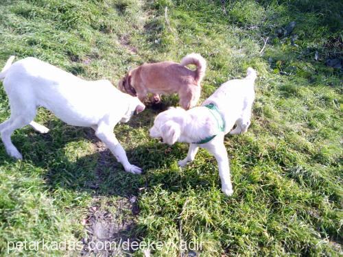 mİŞa Dişi Golden Retriever