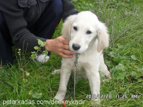 mİŞa Dişi Golden Retriever