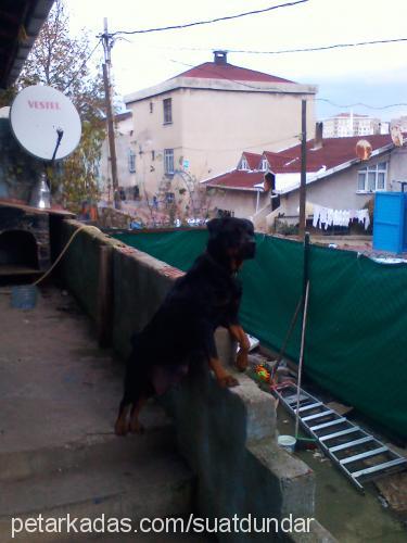 rottweiler Dişi Rottweiler