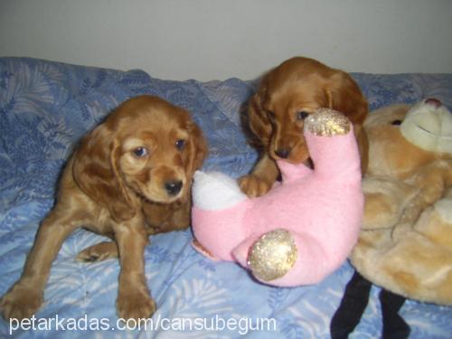 minamia Dişi İngiliz Cocker Spaniel