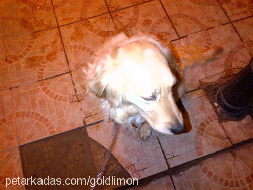 limon Dişi Golden Retriever