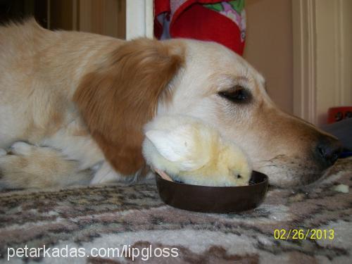 eisha Dişi Golden Retriever