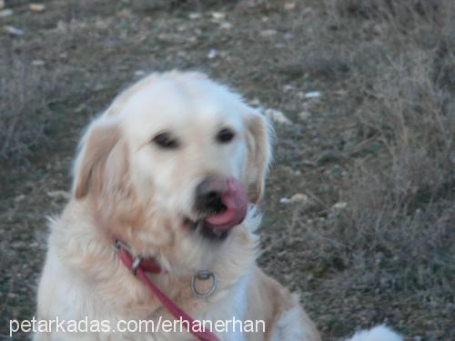 barbİe Dişi Golden Retriever