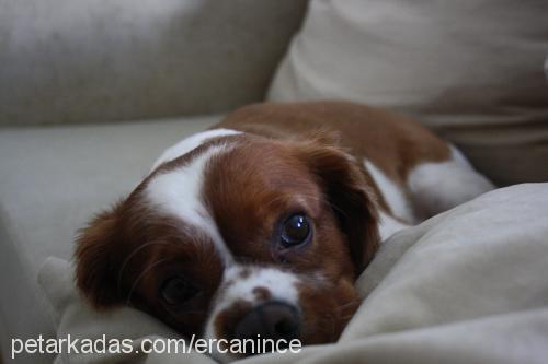 tarÇin Erkek Cavalier King Charles Spanieli