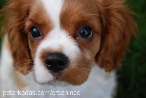 tarÇin Erkek Cavalier King Charles Spanieli