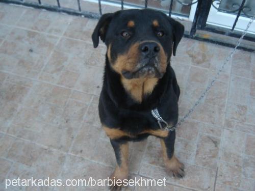 bruno Erkek Rottweiler