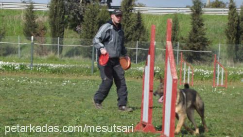 maya Dişi Alman Çoban Köpeği