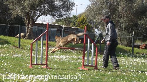 maya Dişi Alman Çoban Köpeği