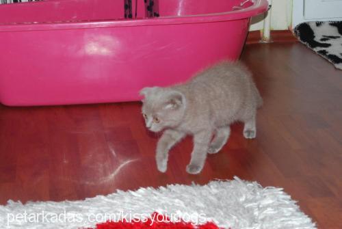 prens Erkek Scottish Fold