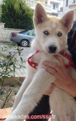 safir Dişi Sibirya Kurdu (Husky)