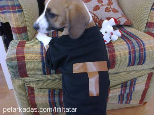 tıfıl Erkek Beagle