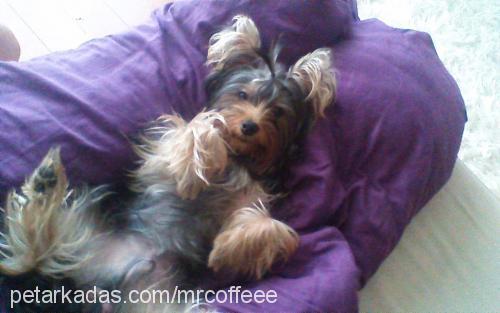 coffee Erkek Yorkshire Terrier