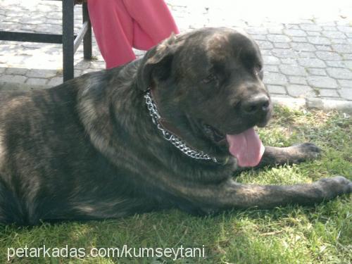 hector Erkek Cane Corso Italiano