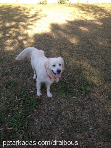 paşa Erkek Golden Retriever