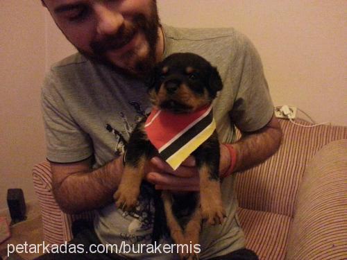 chivas Dişi Rottweiler