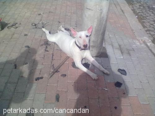 jack Erkek Bull Terrier