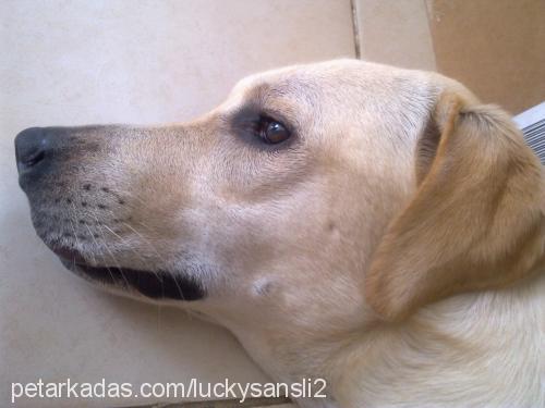 lucky Dişi Labrador Retriever