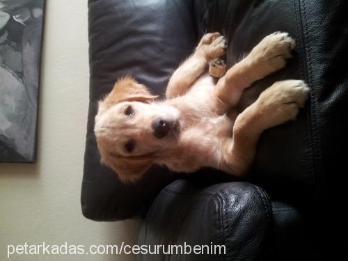 Çınar Erkek Golden Retriever