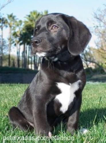 Çİko Dişi Labrador Retriever