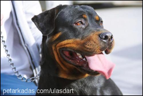 kuzeycan Dişi Rottweiler