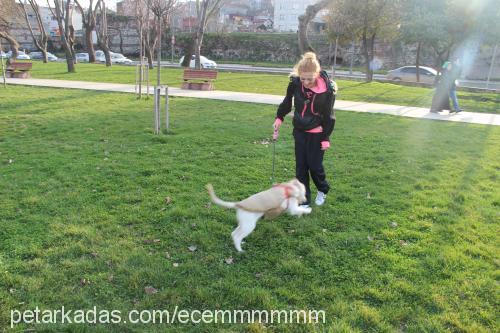 lady Dişi Golden Retriever