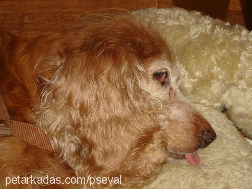 tarçın Dişi İngiliz Cocker Spaniel