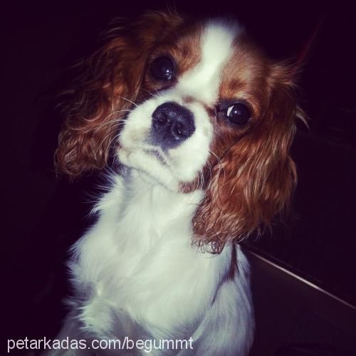 rom Erkek Cavalier King Charles Spanieli