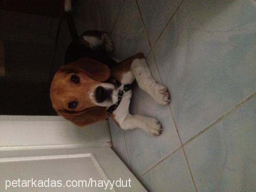 hayydut Erkek Beagle