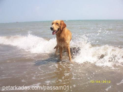 paşam Erkek Golden Retriever