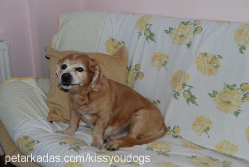 buddy Erkek Golden Retriever