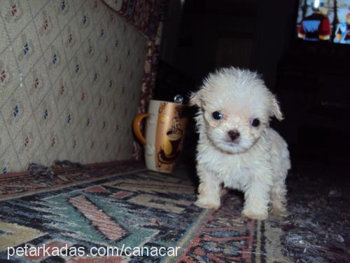 ewa Dişi Bichon Havanese