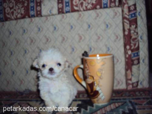 ewa Dişi Bichon Havanese